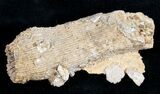 Fossil Coral Colony (Thecosmilia) - Jurassic #9658-1